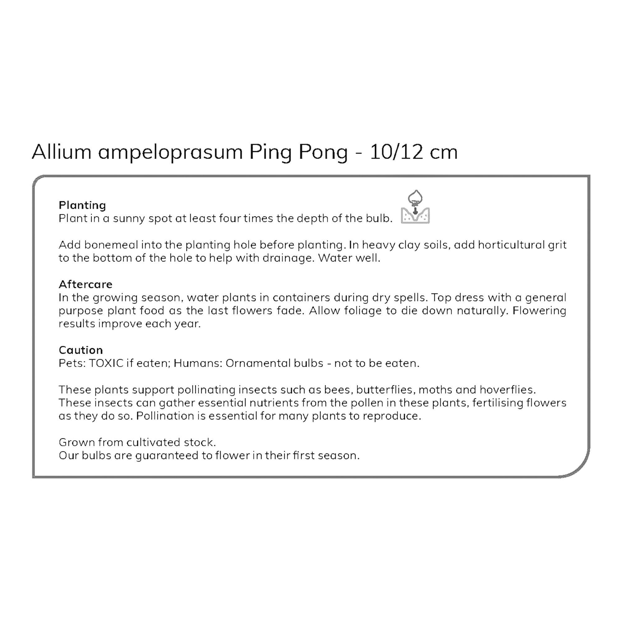 Allium White Ping Pong 10 Flower bulbs - 5