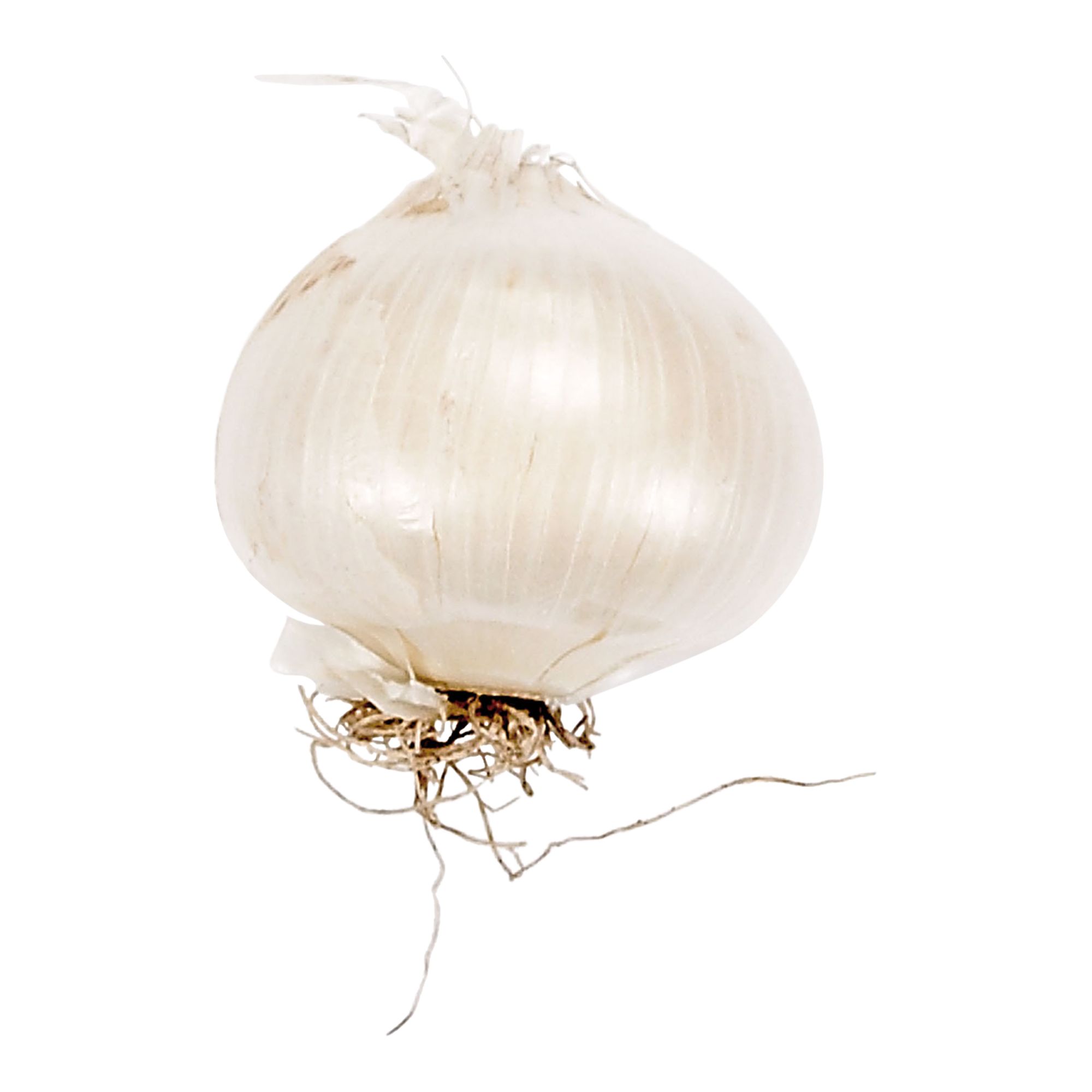 Allium White Ping Pong 10 Flower bulbs