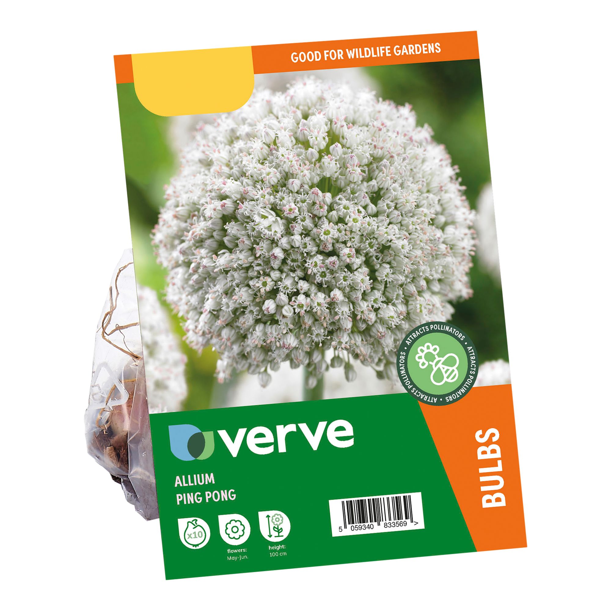 Allium White Ping Pong 10 Flower bulbs - 3