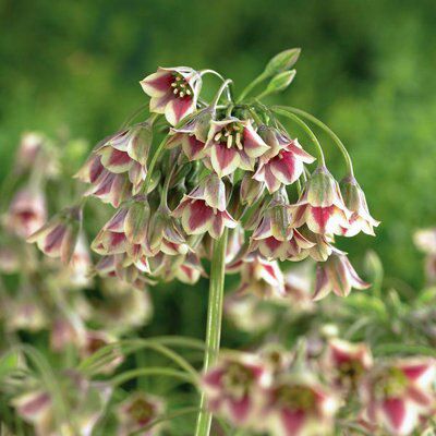 ALLIUMS BULGARICUM 8 BULBS