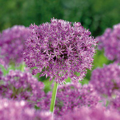 ALLIUMS PURPLE SENSATION 8 BULBS