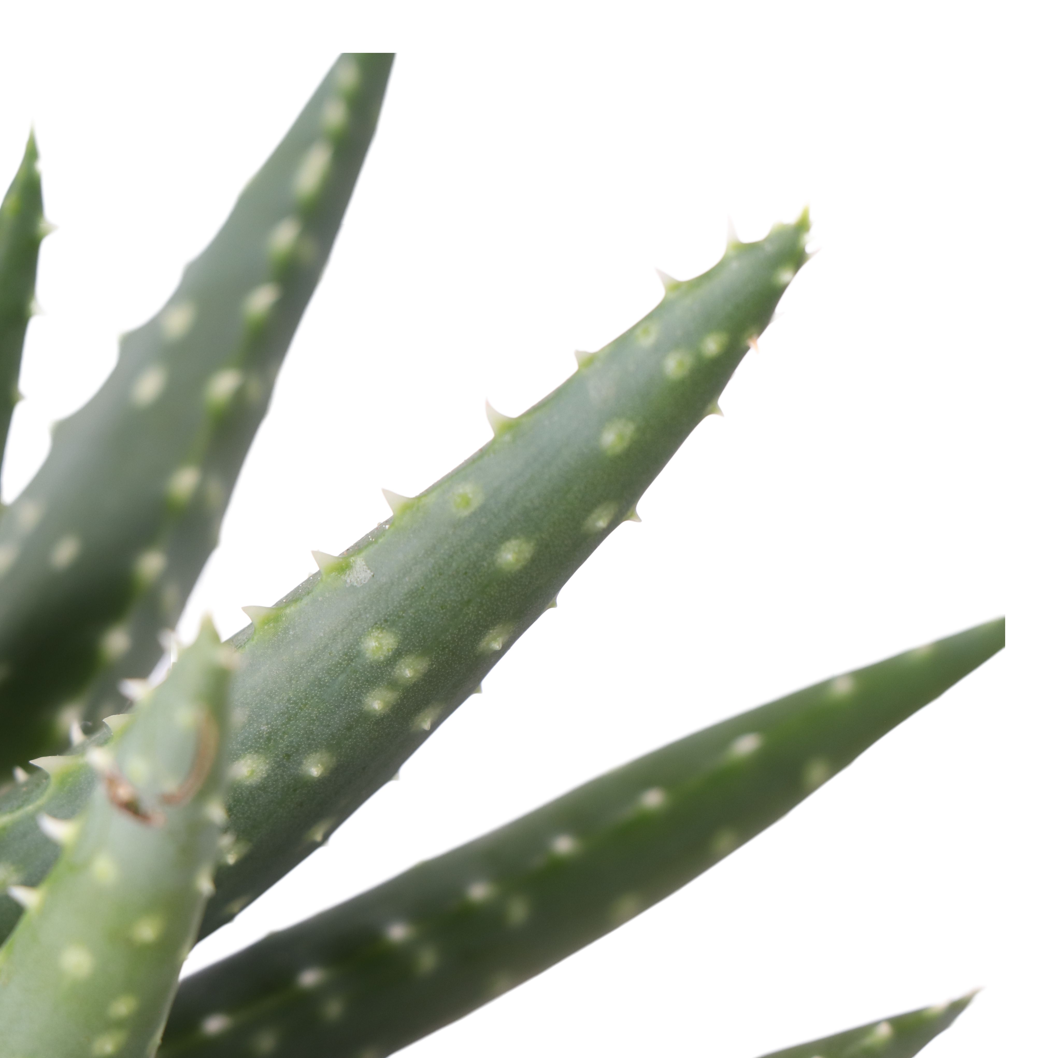 Aloe saudiarabica 子苗 Aloe safari mix in Terracotta Plastic Grow pot 10.5cm