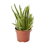 Aloe vera Aloe in 12cm Terracotta Plastic Grow pot