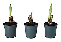 Amaryllis in 12cm Terracotta Plastic Grow pot
