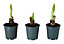 Amaryllis in 12cm Terracotta Plastic Grow pot