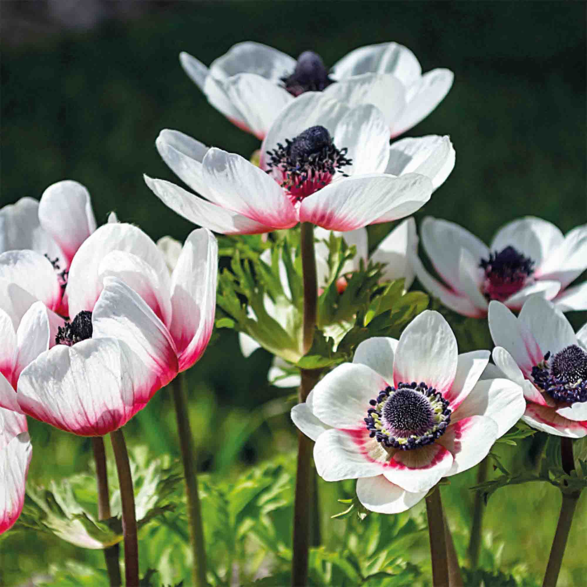 Anemone Bicolor 15 Flower bulbs