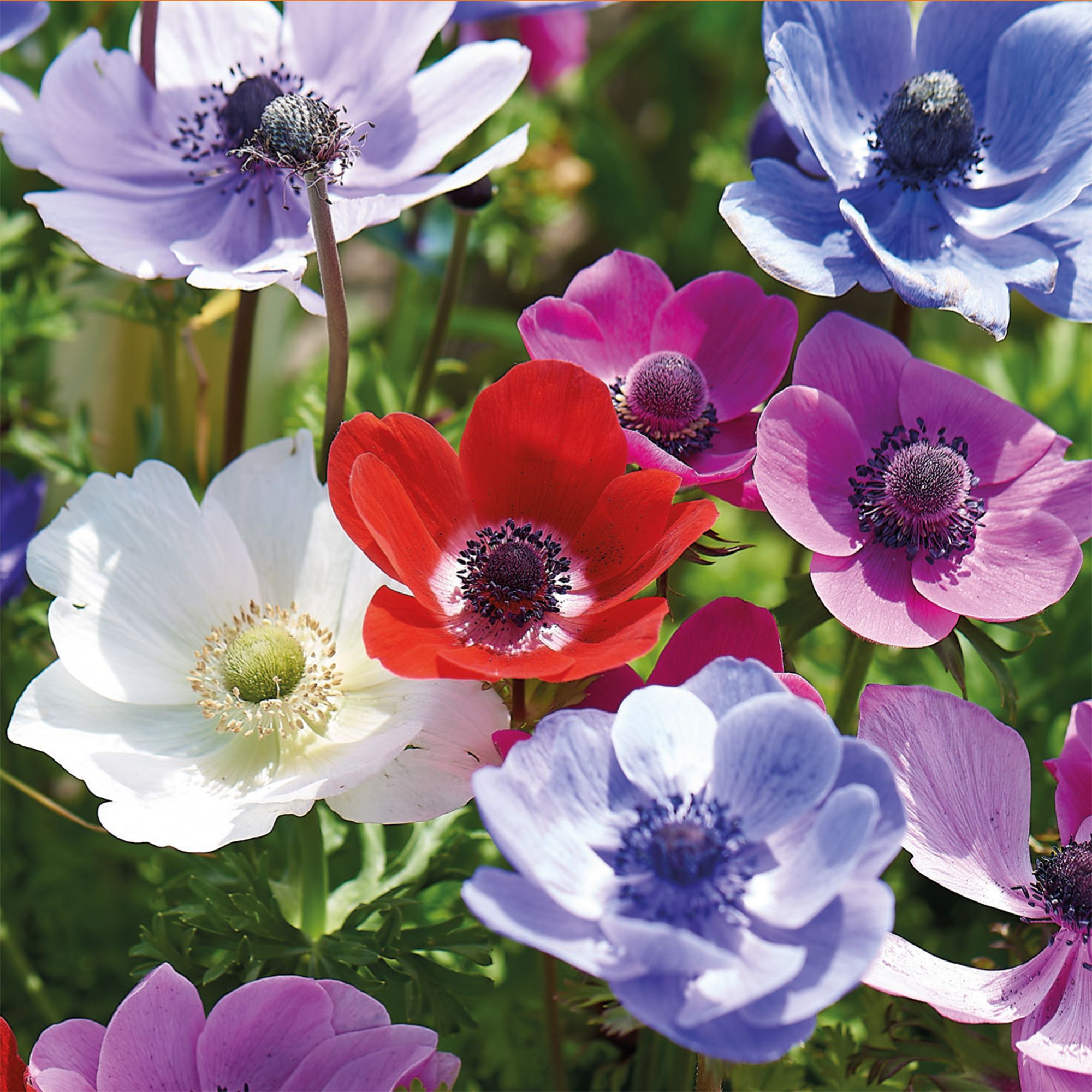 Anemone coronaria 'De Caen' 35 Flower bulbs