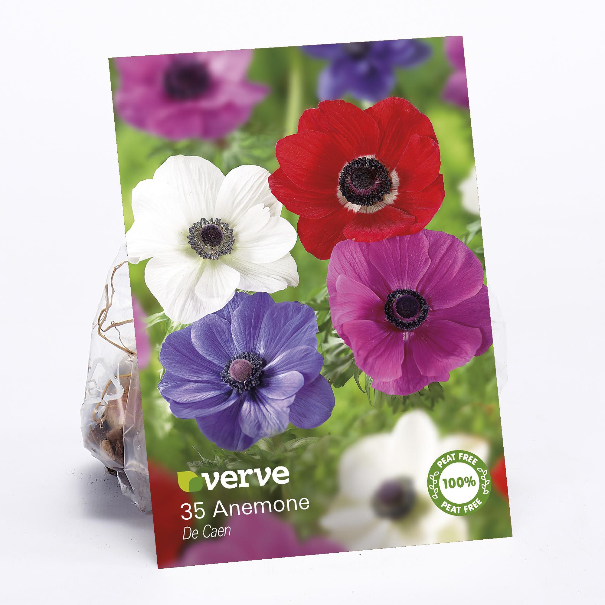 Anemone coronaria 'De Caen' Flower bulb, Pack of 35 | DIY at B&Q