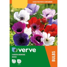 Anemone de Caen Mix Flower bulb of 35