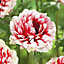 Anemone Fullstar red-white Red White Flower bulb Pack of 3