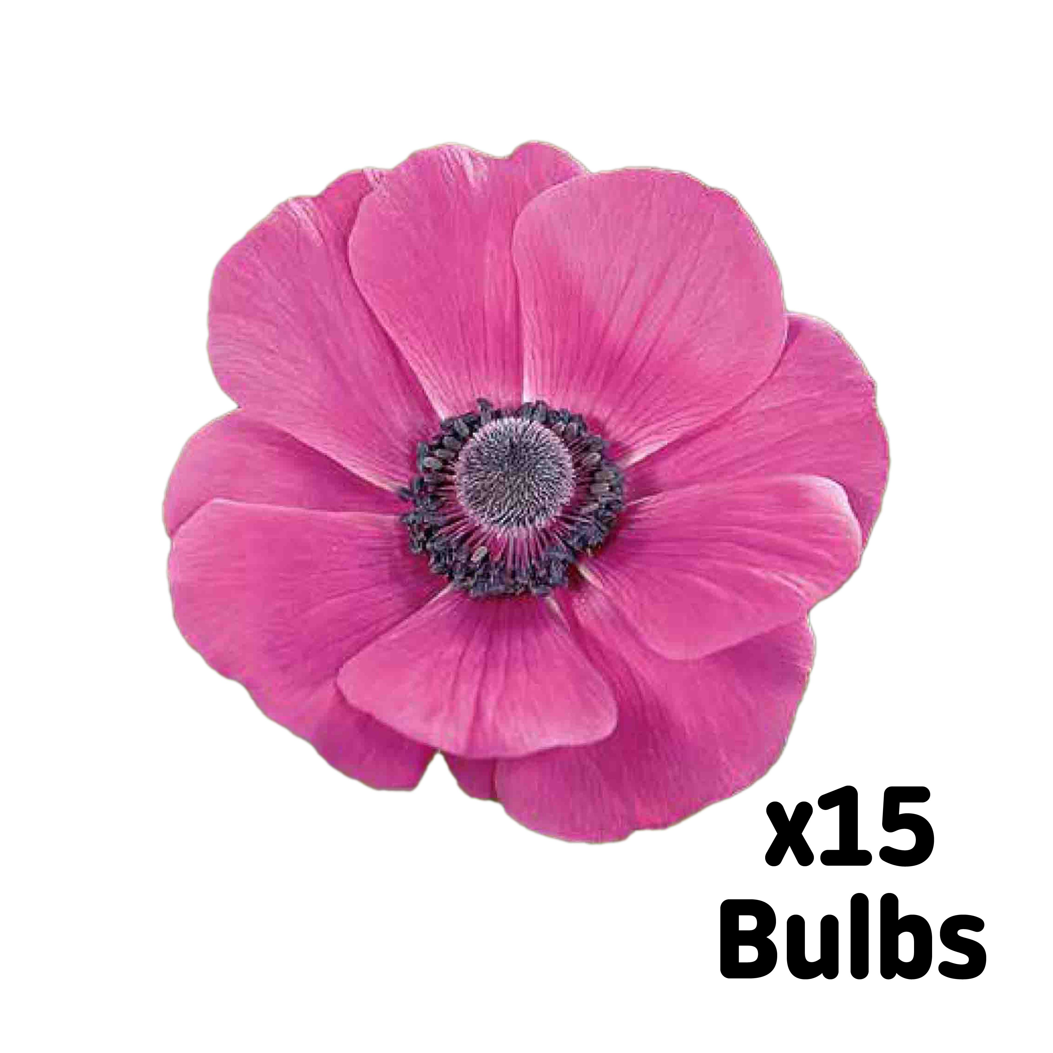 Bulbe D'Anémones De Caen Variée - Jardin