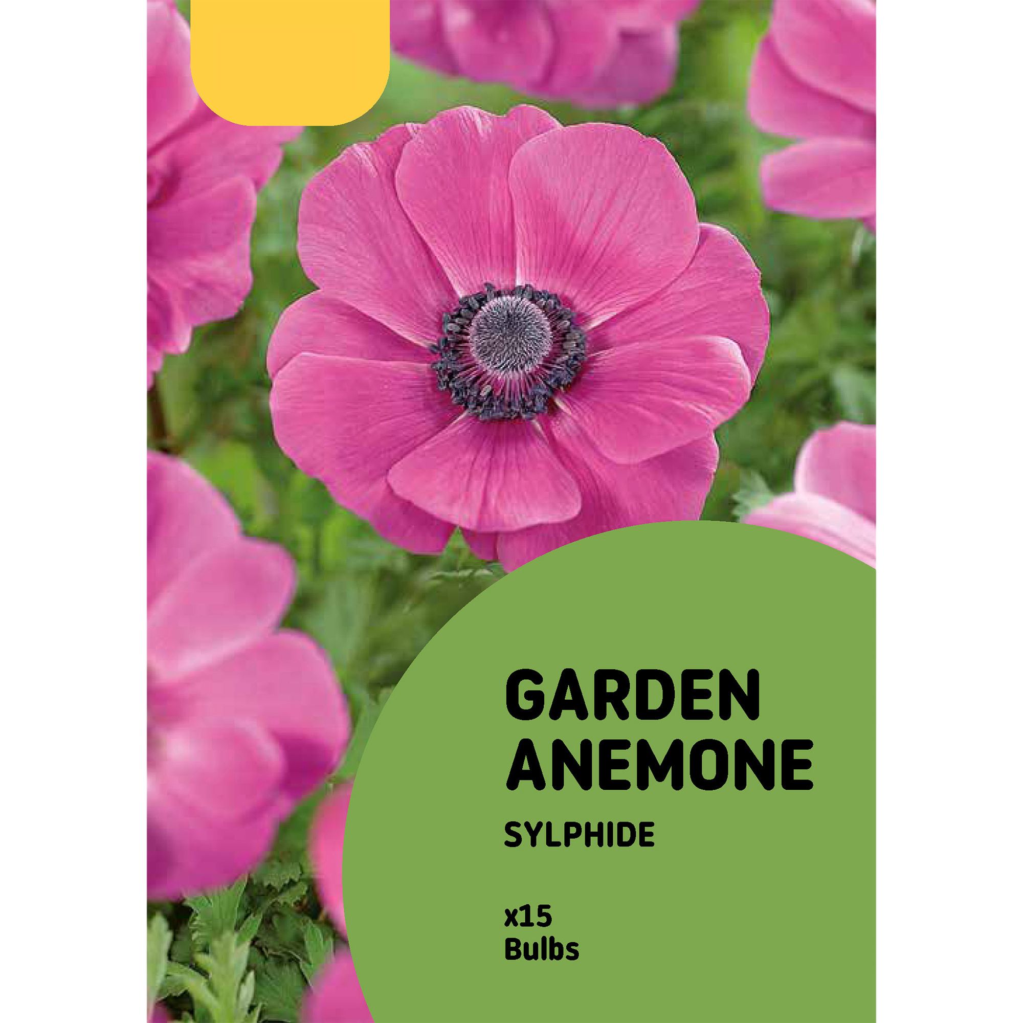 Anemone Sylphide 15 Flower bulbs