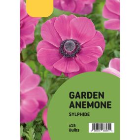 Anemone Sylphide 15 Flower bulbs