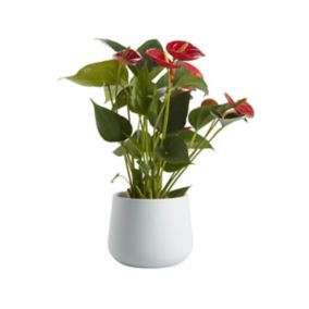 Anthurium adreanum Assorted in 13.5cm White Ceramic Decorative pot