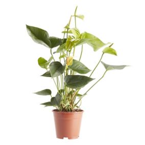 Anthurium adreanum Assorted in 14cm Terracotta Plastic Grow pot