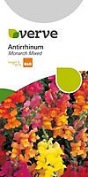 Antirrhinum Seed