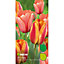 Apeldoorn's elite & apricot impression Tulip Flower bulb, Pack