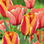 Apeldoorn's elite & apricot impression Tulip Flower bulb, Pack