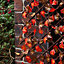 Apollo Autumn Leaf Willow Trellis panel (W)200cm x (H)100cm