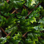 Apollo Maple Leaf Willow Trellis panel (W)200cm x (H)100cm
