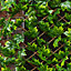 Apollo Maple Leaf Willow Trellis panel (W)200cm x (H)100cm