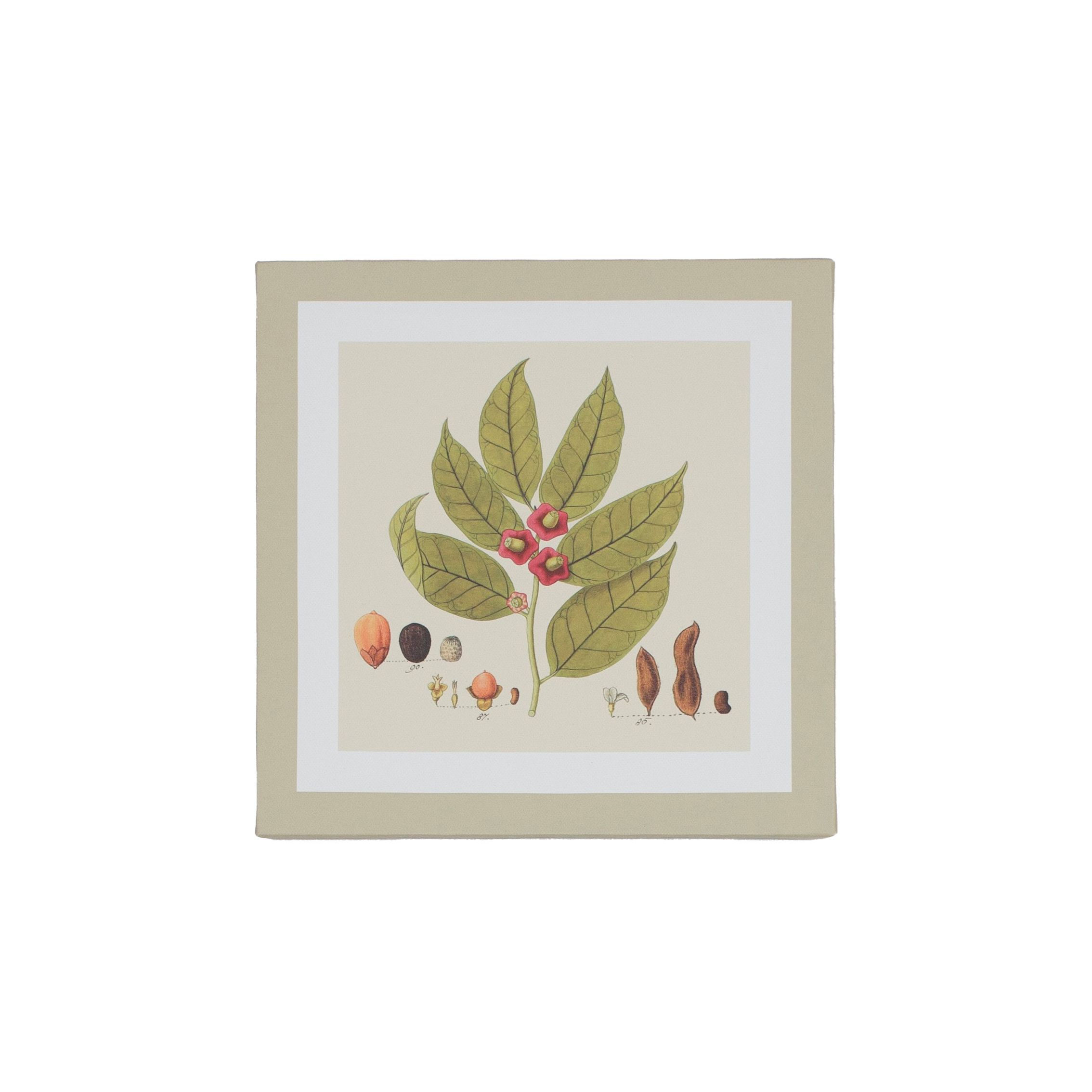 Arthouse Botanical Neutral Tones Mixed size Canvas art, Set of 6