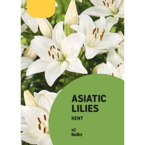 Asiatic Lily Kent White Flower bulb Pack of 2