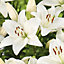 Asiatic Lily Kent White Flower bulb Pack of 2