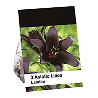 Asiatic Lily 'Landini' Flower bulb, Pack of 3