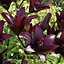 Asiatic Lily Secret Kiss Dark red Flower bulb Pack of 3