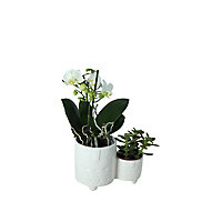 Assorted bright colours in 6cm White Ceramic Decorative pot