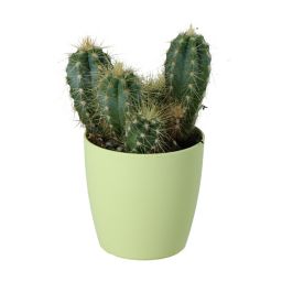 Assorted Cactus/succulent Assorted Ceramic Decorative pot