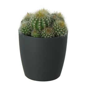 Assorted Cactus/succulent Pastel Ceramic Decorative pot