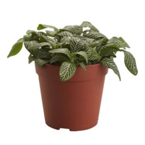Assorted in 12cm Terracotta Foliage plant Plastic Grow pot