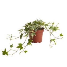 Assorted in 12cm Terracotta trailing foliage plant Plastic Grow pot