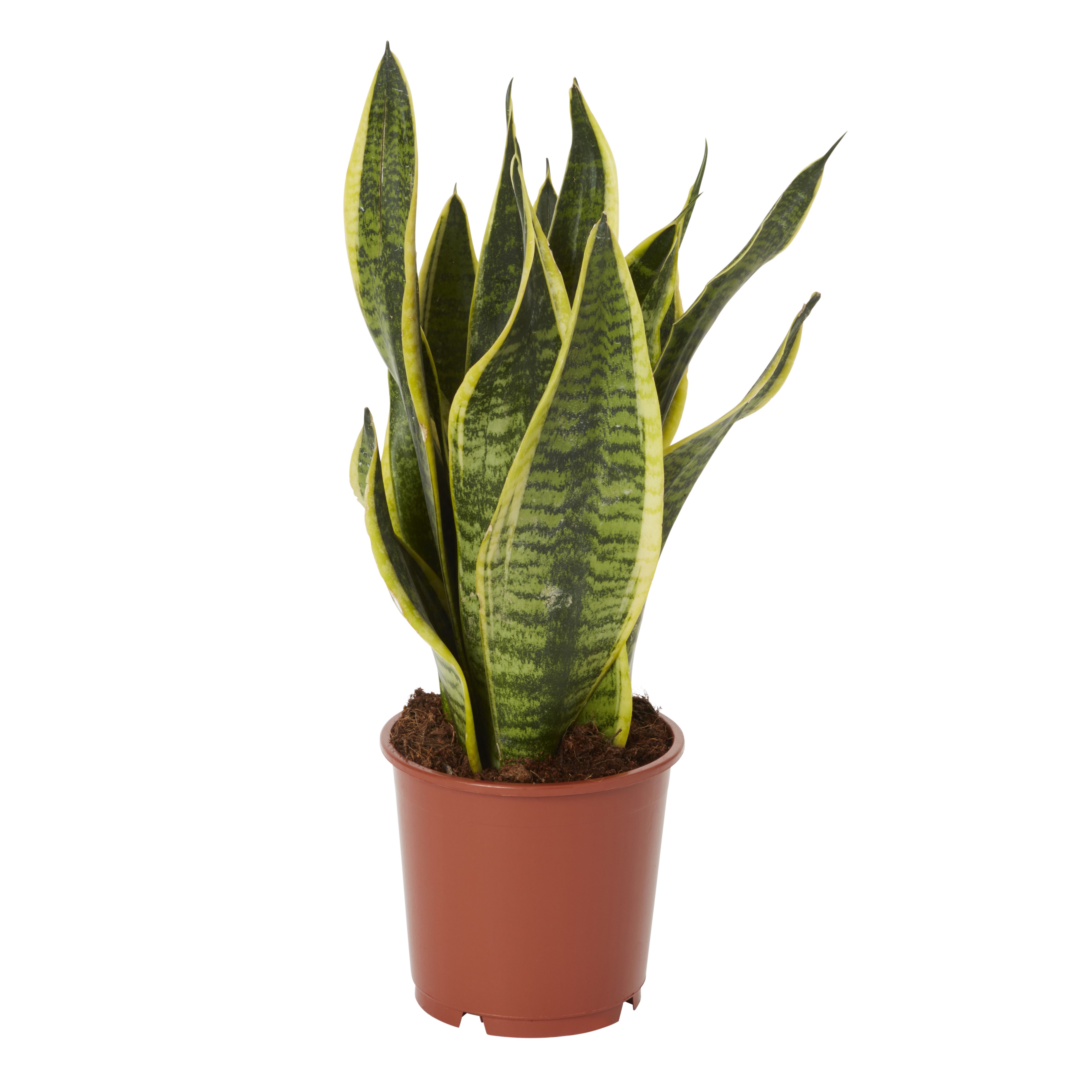 Assorted in 14cm Terracotta Foliage plant Plastic Grow pot | DIY at B&Q