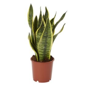 Assorted in 14cm Terracotta Foliage plant Plastic Grow pot