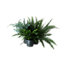 Assorted in 17cm Terracotta Foliage plant Plastic Grow pot