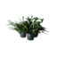 Assorted in 17cm Terracotta Foliage plant Plastic Grow pot