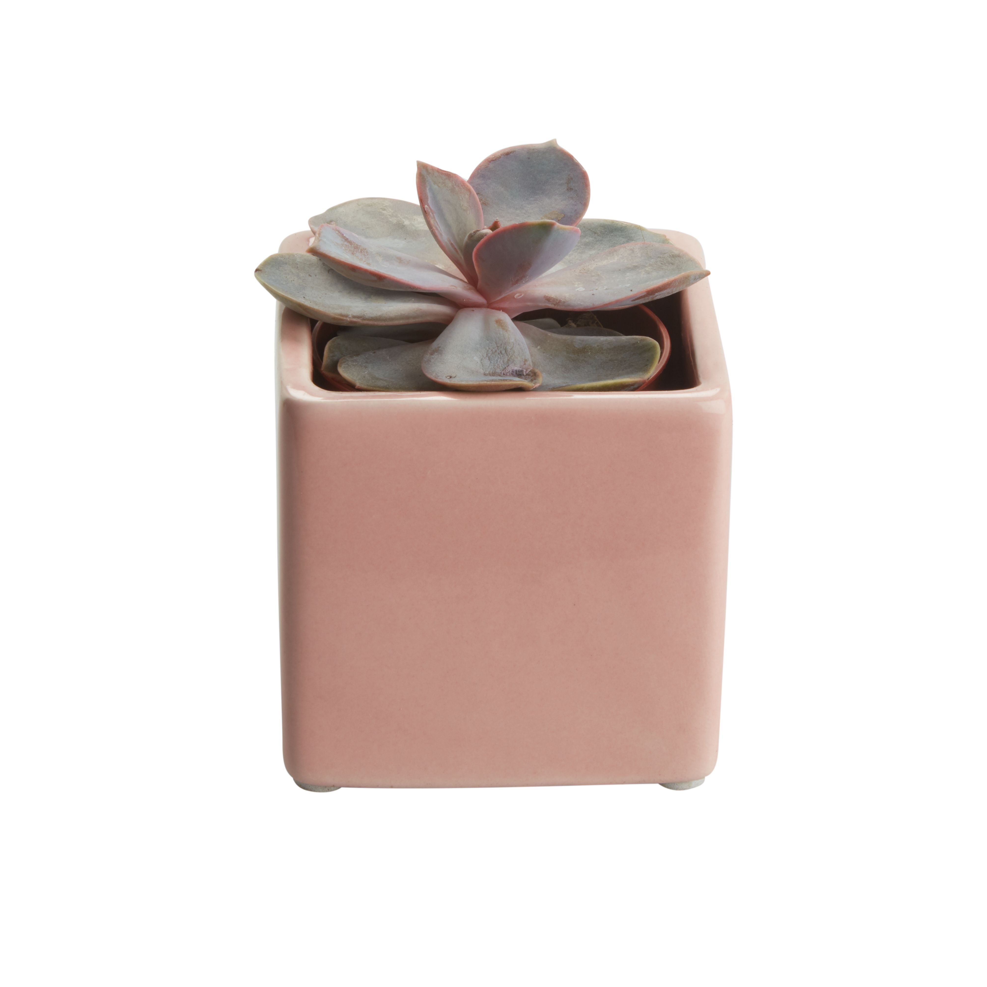 Assorted in 5.5cm Assorted Square Ceramic Decorative pot