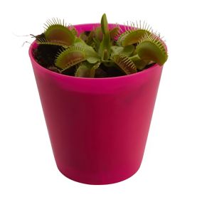 Assorted in 9cm Assorted Foliage plant Plastic Decorative pot