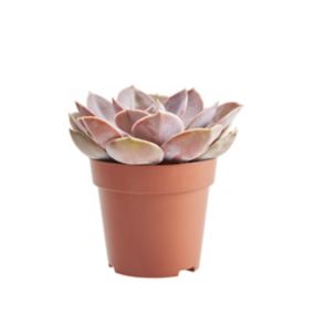 Assorted in 9cm Terracotta Succulent Plastic Grow pot
