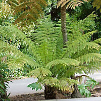 Australian tree fern