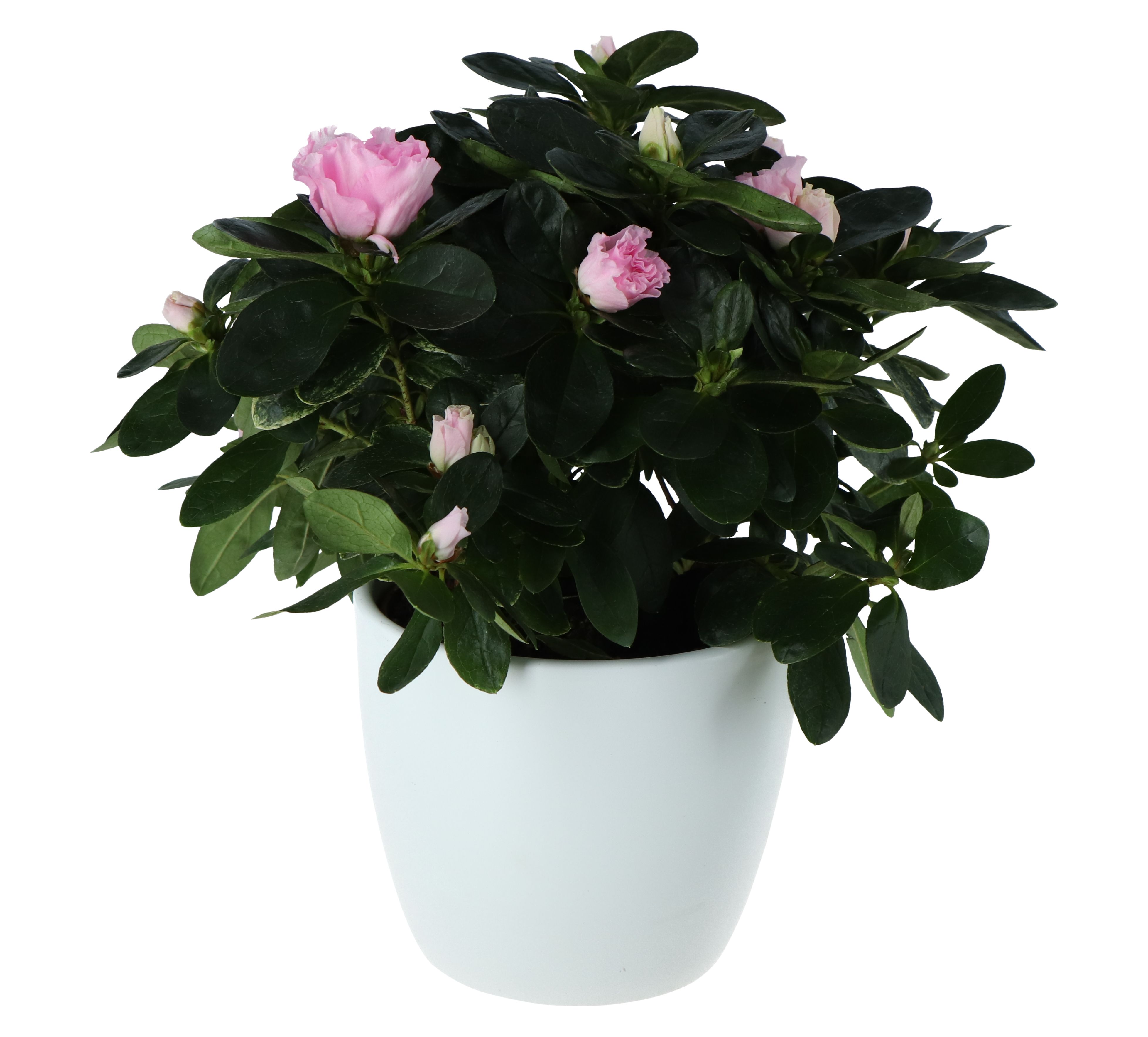 Azalea In 12cm White Ceramic Pot Diy At B Q