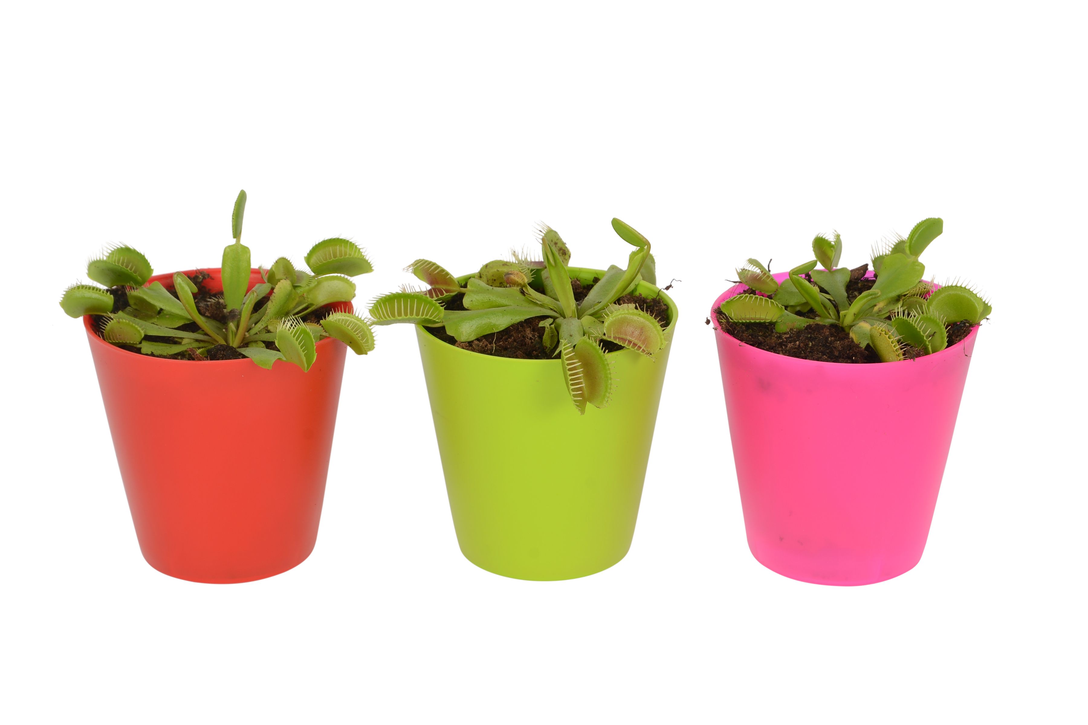 B Q Venus Fly Trap Diy At B Q
