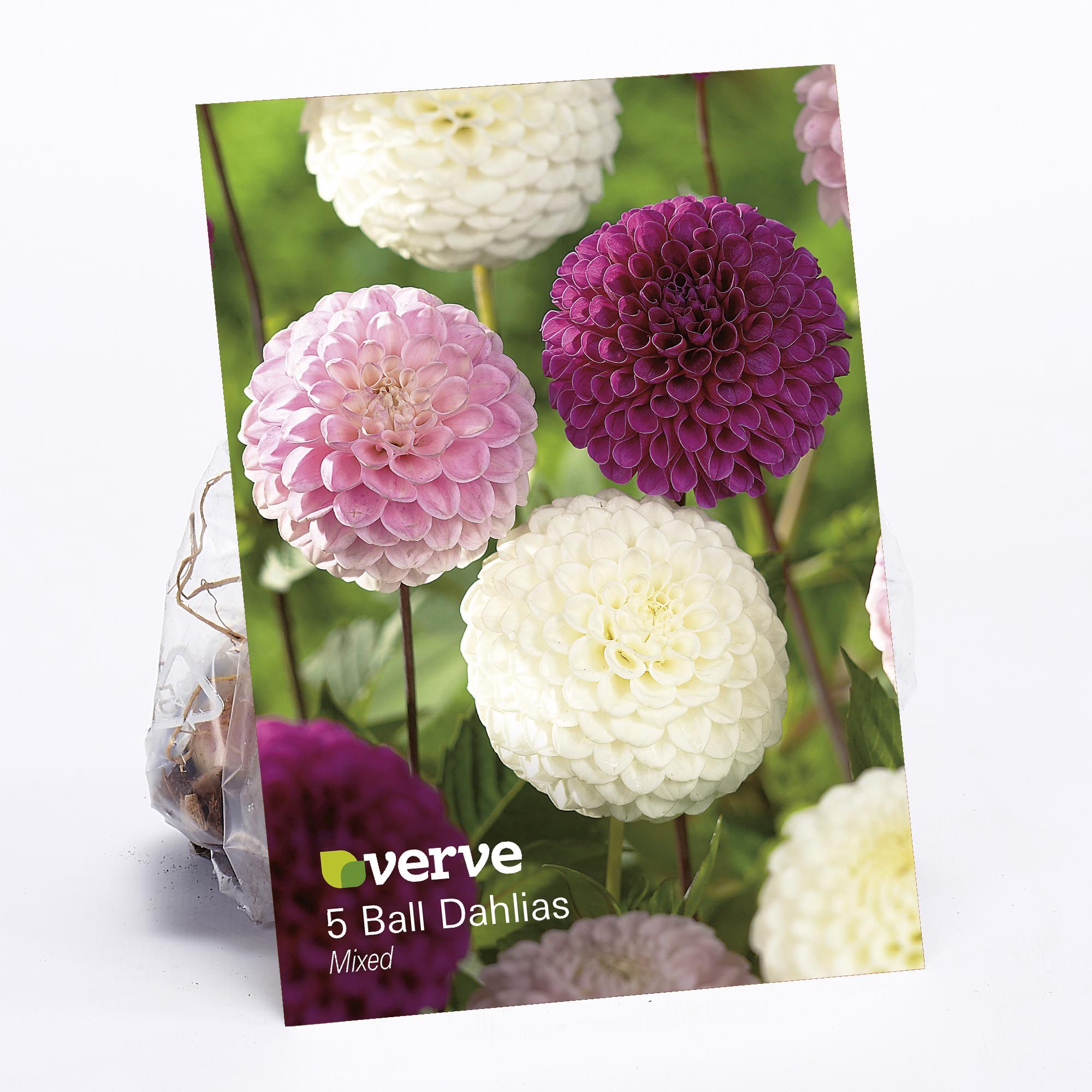 Ball Dahlias mixed Flower bulb, Pack of 5