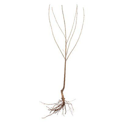 BARE ROOT 3 PACK FRUIT TREE