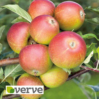 BARE ROOT 5 PACK FRUIT TREE