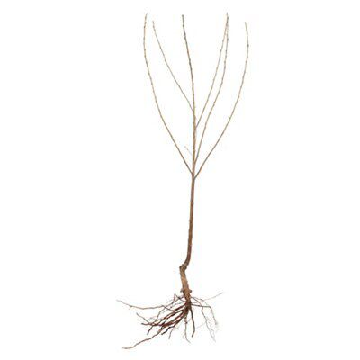 BARE ROOT 5 PACK FRUIT TREE