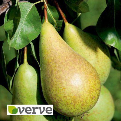 BARE ROOT 5 PACK FRUIT TREE